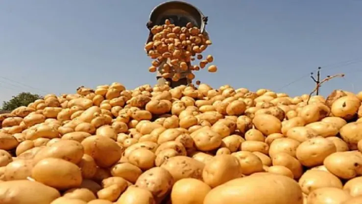 Agriculture Minister Orders New Potato Destocking Operation