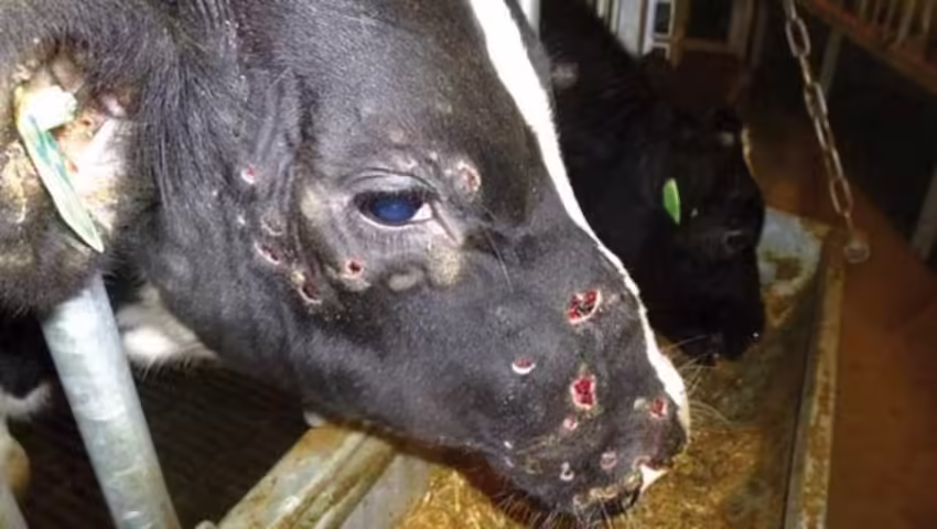 Algeria Ramps Up Efforts to Combat Bovine Disease: Major Vaccine Imports, Nationwide Immunization Campaign Planned for September
