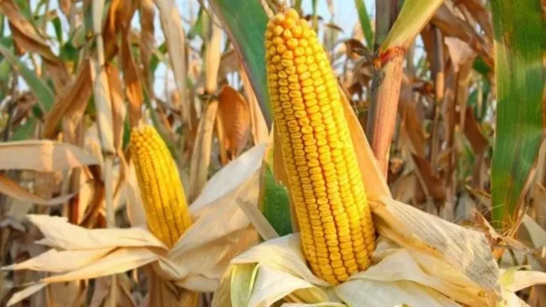 Algeria’s Agriculture Ministry Launches Corn Harvesting in Desert Lands - Video