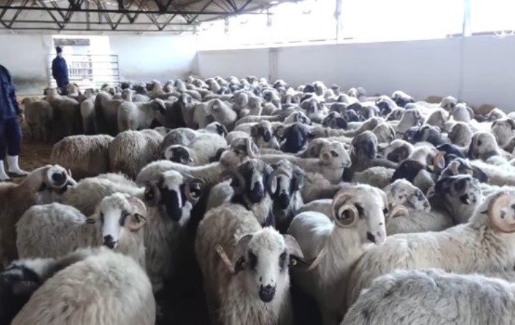 Algeria Launches National Sale of Imported Sheep Ahead of Eid: Agrolog Mobilizes 800 Points of Distribution Across the Country
