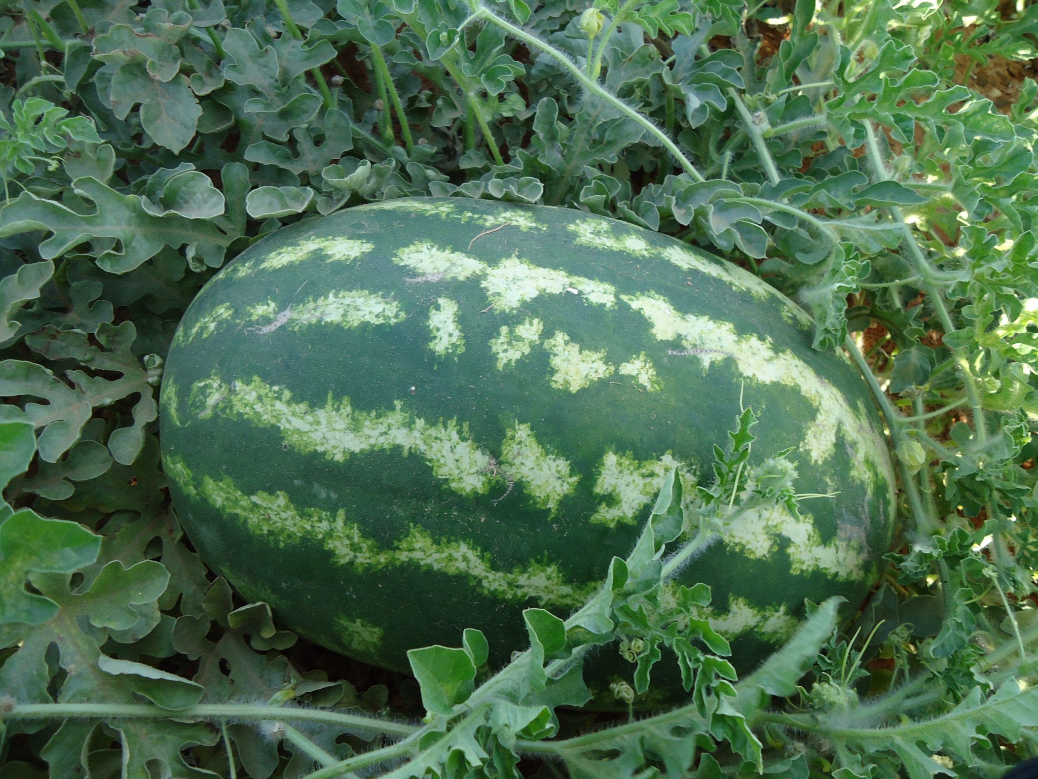 Algeria Ranked Arab World’s Largest and Fourth-Largest Global Producer of Watermelons