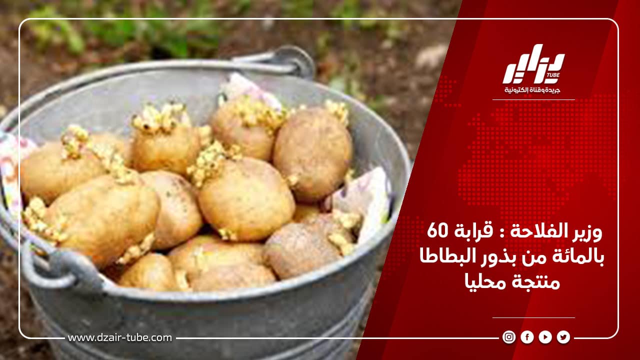 وزير الفلاحة : قرابة 60 بالمائة من بذور البطاطا منتجة محليا 10 وزير الفلاحة : قرابة 60 بالمائة من بذور البطاطا منتجة محليا