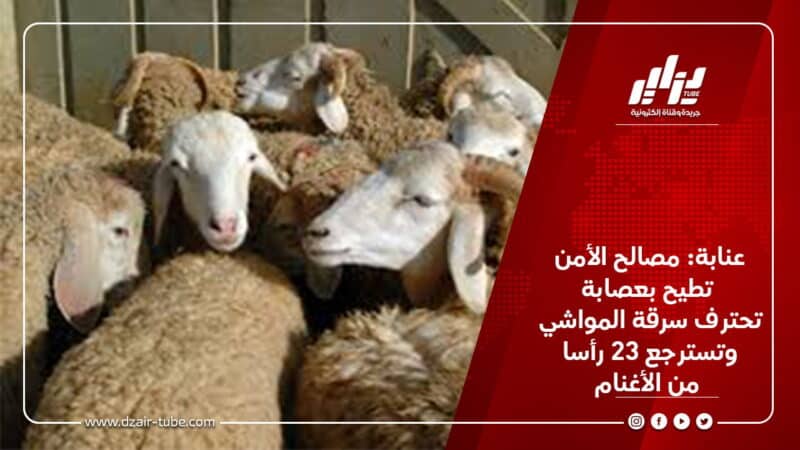 عنابة مصالح الأمن تطيح بعصابة تحترف سرقة المواشي وتسترجع 23 رأسا من الأغنام دزاير توب