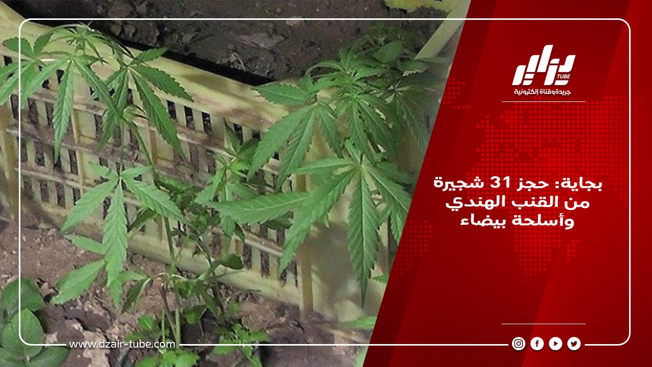 بجاية: حجز 31 شجيرة من القنب الهندي وأسلحة بيضاء