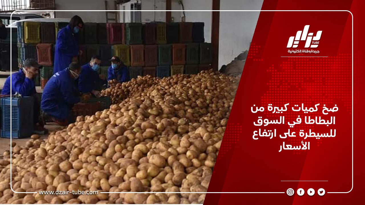 ضخ كميات كبيرة من البطاطا في السوق للسيطرة على ارتفاع الأسعار 2 ضخ كميات كبيرة من البطاطا في السوق للسيطرة على ارتفاع الأسعار