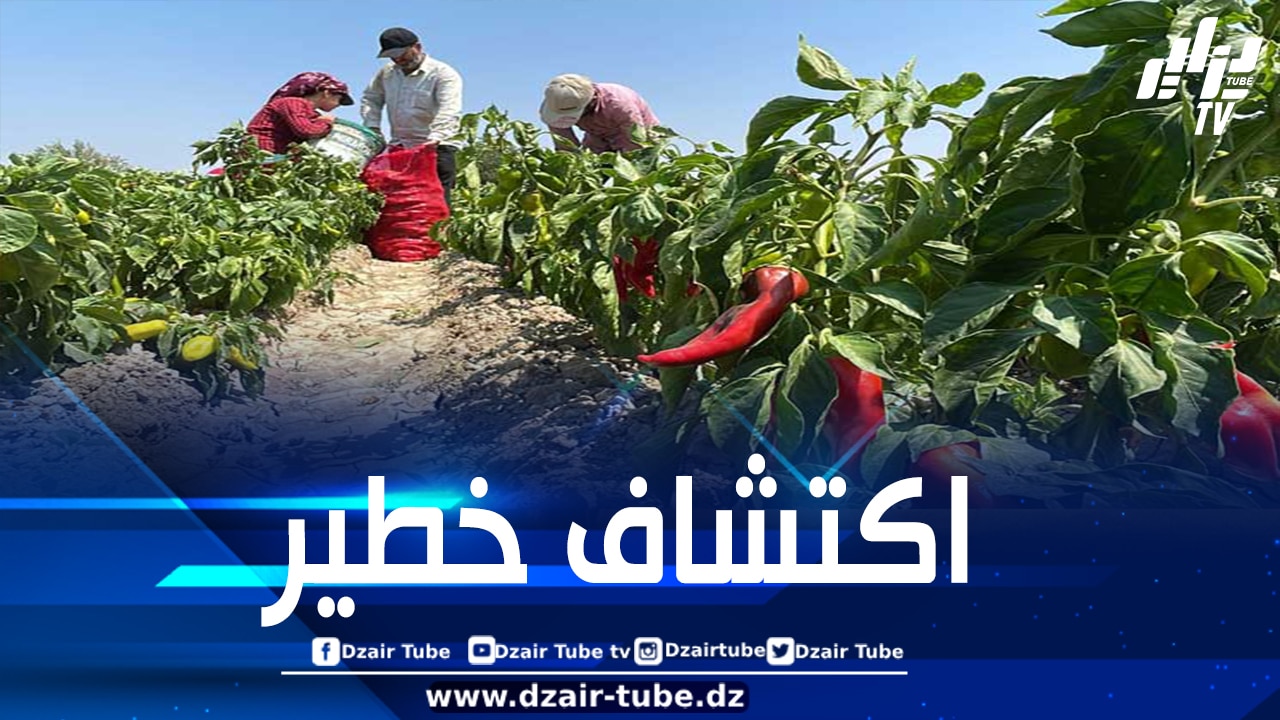ألمانيا تسحب شحنة فلفل مغربي لاحتوائها على كميات مفرطة من المبيدات الحشرية