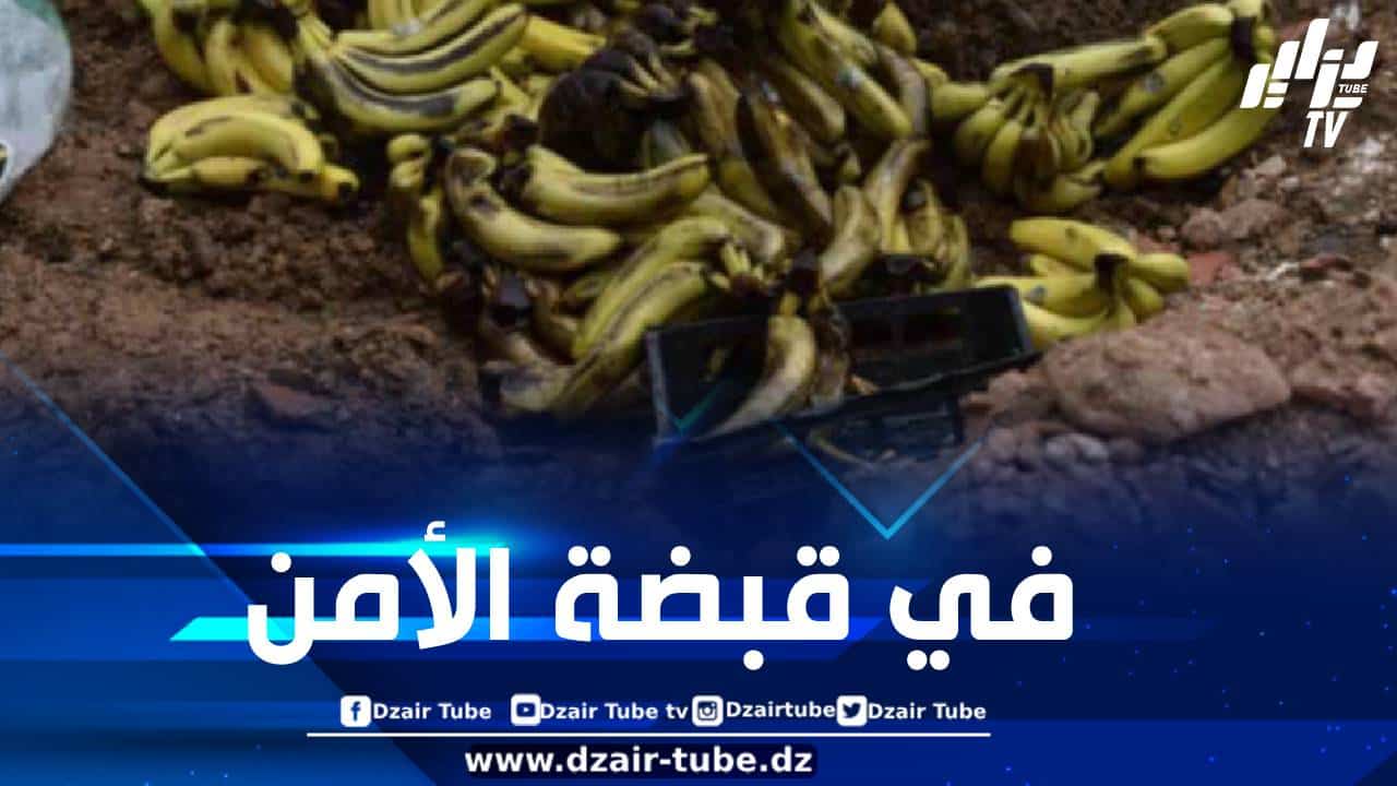 عين الدفلى: ضبط ما يقارب 6.5 قنطار من الموز غير صالح للاستهلاك البشري