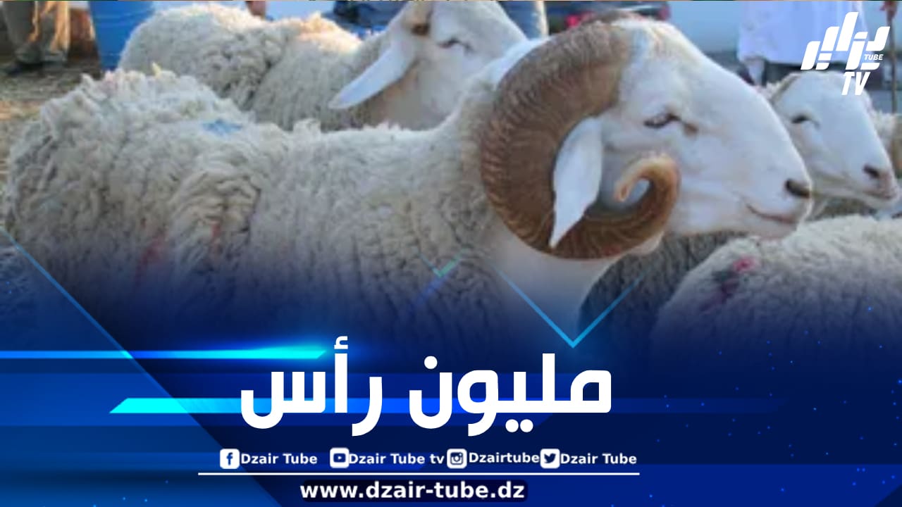 هذا هو موعد وصول مليون رأس من أضاحي العيد